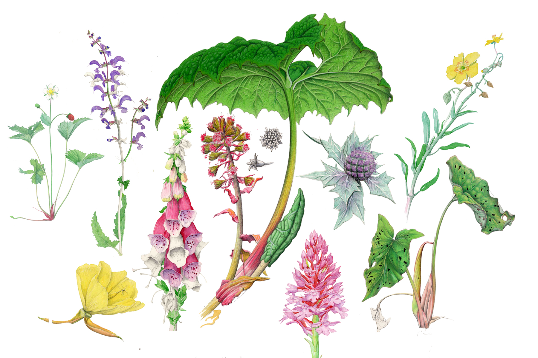 Plantes botaniques - Philippe Marle